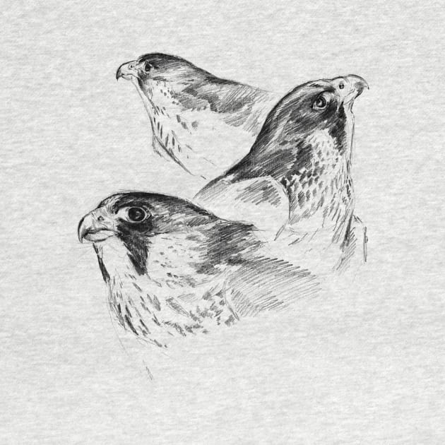 Three Peregrines Art Sketch by RebeccaLatham